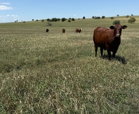 Rural / Farming commercial property for sale at 213 Nevilles Road Yeoval NSW 2868