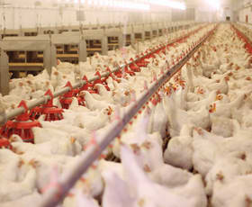 Rural / Farming commercial property for sale at Rosedale VIC 3847