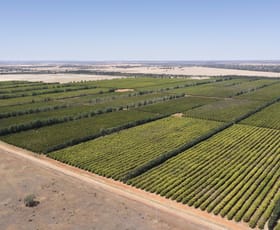 Rural / Farming commercial property for sale at Rosemont & Talinga Park 11847 Kidman Way Hillston NSW 2675