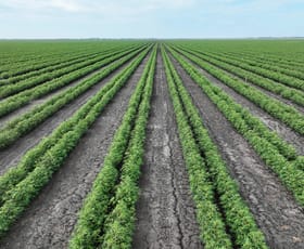 Rural / Farming commercial property for sale at St Ruth QLD 4405