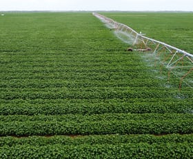 Rural / Farming commercial property for sale at Hillston NSW 2675