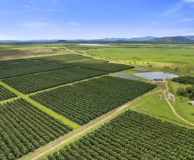 Rural / Farming commercial property for sale at Mareeba Dimbulah Road Arriga QLD 4880