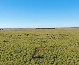 Rural / Farming commercial property for sale at 24265 Moonie Highway St George QLD 4487