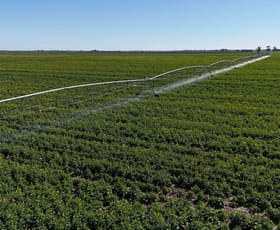 Rural / Farming commercial property for sale at 427 Phillips Road Myall VIC 3579