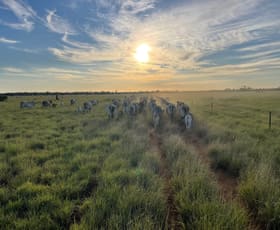 Rural / Farming commercial property for sale at 44 Begonia Road Ballaroo QLD 4455