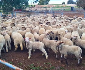 Rural / Farming commercial property for sale at 3136 Billericay Road East Karlgarin WA 6358 Rural / Farming commercial property for sale at 3136 Billericay Road East Karlgarin WA 6358