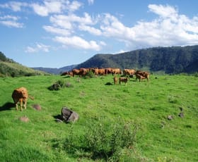Rural / Farming commercial property for sale at 565 Illinbah Road Illinbah QLD 4275
