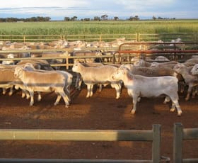 Rural / Farming commercial property sold at Lot/182dp Lachlan Valley Way Lake Cargelligo NSW 2672