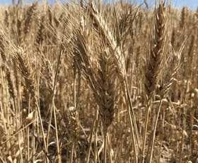 Rural / Farming commercial property sold at 837 Morrow Road Darke Peak SA 5642