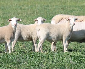 Rural / Farming commercial property sold at 20 Walker Lane Barham NSW 2732