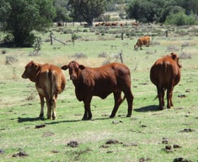 Rural / Farming commercial property sold at Moola QLD 4403 Rural / Farming commercial property sold at Moola QLD 4403