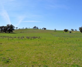 Rural / Farming commercial property sold at 190 Trilby Lane Gulgong NSW 2852