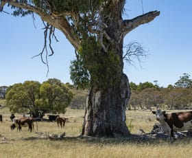 Rural / Farming commercial property sold at 785 Wainui Road Buckenderra NSW 2630
