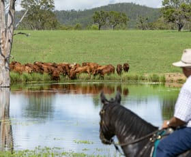 Rural / Farming commercial property sold at 1519 Agnesvale Rd Kullogum QLD 4660