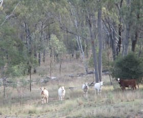Rural / Farming commercial property sold at 1264 ACRES BREEDER COUNTRY Durong QLD 4610 Rural / Farming commercial property sold at 1264 ACRES BREEDER COUNTRY Durong QLD 4610