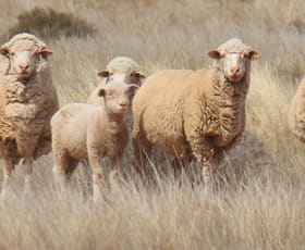 Rural / Farming commercial property sold at 244 Charcoal Tank Road West Wyalong NSW 2671