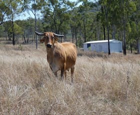 Rural / Farming commercial property sold at 909 Hills Road Mount Maria QLD 4674