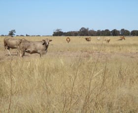 Rural / Farming commercial property sold at 613 ACRES CLOSE TO TOWN Tara QLD 4421