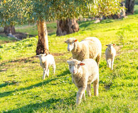 Rural / Farming commercial property sold at 30 Goodacre Drive Woodstock NSW 2793