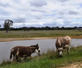 Rural / Farming commercial property sold at 667 Mulligans Flat Road Sutton NSW 2620