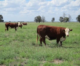 Rural / Farming commercial property sold at 1265 ACRES BRIGALOW COUNTRY Tara QLD 4421