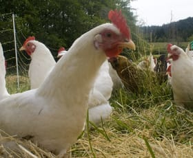 Rural / Farming commercial property sold at Boneo VIC 3939