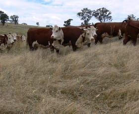 Rural / Farming commercial property sold at 1380 Reg Hailstone Way Woodstock NSW 2793