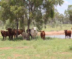 Rural / Farming commercial property sold at 8315 Jericho Road Blackall QLD 4472