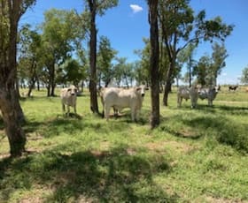 Rural / Farming commercial property sold at Nine Mile Alpha Tambo Road Alpha QLD 4724