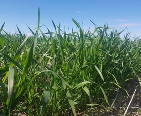 Rural / Farming commercial property sold at . Yappalee Brewarrina NSW 2839