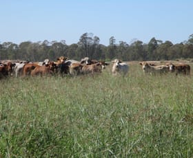Rural / Farming commercial property sold at "GLENCOE" 1279 ACRES Chinchilla QLD 4413