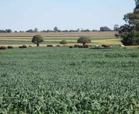 Rural / Farming commercial property sold at 2463 ACRES CATTLE & CULTIVATION Jandowae QLD 4410
