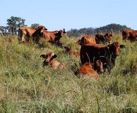 Rural / Farming commercial property sold at Sarina Range QLD 4737