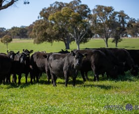 Rural / Farming commercial property sold at Waterfall Way Hillgrove NSW 2350