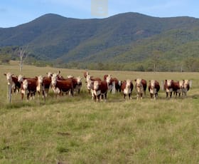 Rural / Farming commercial property sold at 375 Pound Creek Road Rocky Creek NSW 2390