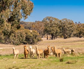 Rural / Farming commercial property sold at 993 Gallymont Road Mandurama NSW 2792