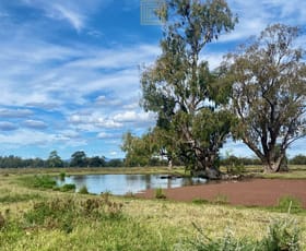 Rural / Farming commercial property sold at 295 The Island Road Narrabri NSW 2390 Rural / Farming commercial property sold at 295 The Island Road Narrabri NSW 2390