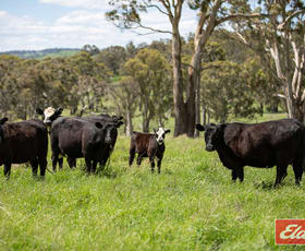 Rural / Farming commercial property sold at 913 BEN LOMOND ROAD Ben Lomond NSW 2365