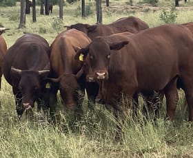 Rural / Farming commercial property sold at 278 WHETSTONE ACCESS ROAD Whetstone QLD 4387 Rural / Farming commercial property sold at 278 WHETSTONE ACCESS ROAD Whetstone QLD 4387