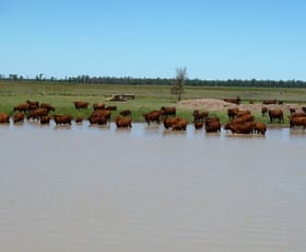 Rural / Farming commercial property sold at . CATTLE GRAZING PROPERTY . Moonie QLD 4406 Rural / Farming commercial property sold at . CATTLE GRAZING PROPERTY . Moonie QLD 4406