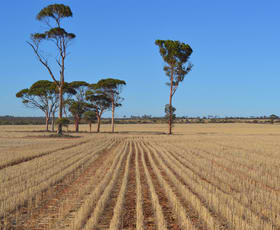 Rural / Farming commercial property sold at . 'Brie-Brie' Koorda WA 6475