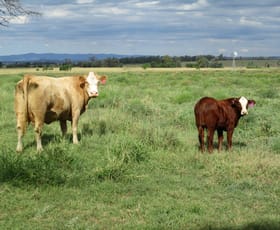 Rural / Farming commercial property sold at 73 ACRES GRAZING BLOCK Jandowae QLD 4410
