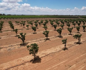 Rural / Farming commercial property for sale at 78 Clements Road Cobdogla SA 5346