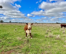 Rural / Farming commercial property for sale at 'Boreamble' 1352 Tuggerbach Road Tullibigeal NSW 2669