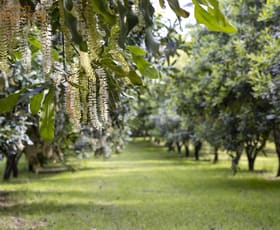 Rural / Farming commercial property for sale at 31 Wesley Avenue Donnellyville NSW 2447