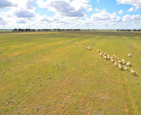 Rural / Farming commercial property sold at 'Golden Acres' 416 Mid Western Highway West Wyalong NSW 2671