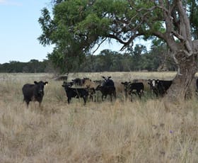 Rural / Farming commercial property sold at 1896 Boxridge Road Purlewaugh NSW 2357