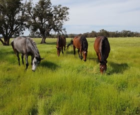 Rural / Farming commercial property for sale at 1094 Brand Highway Muchea WA 6501