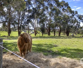 Rural / Farming commercial property sold at 335 Old Moorooduc Road Tuerong VIC 3915