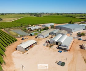 Rural / Farming commercial property for sale at 162 Scout Hall Road Red Cliffs VIC 3496